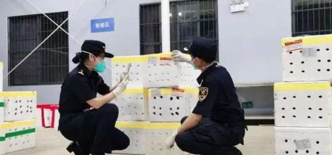 数字化清关服务