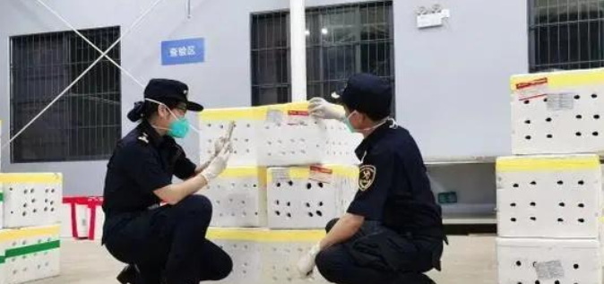 智能物流通关